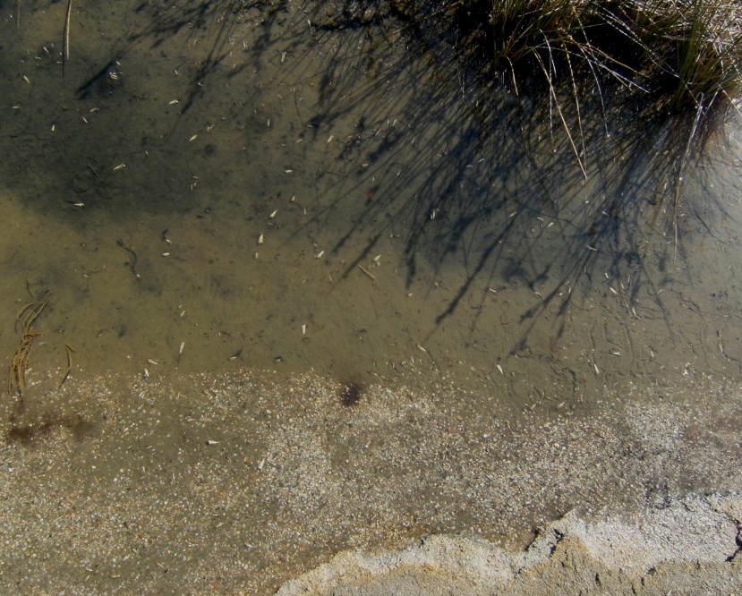 Molluschi sardi di laguna